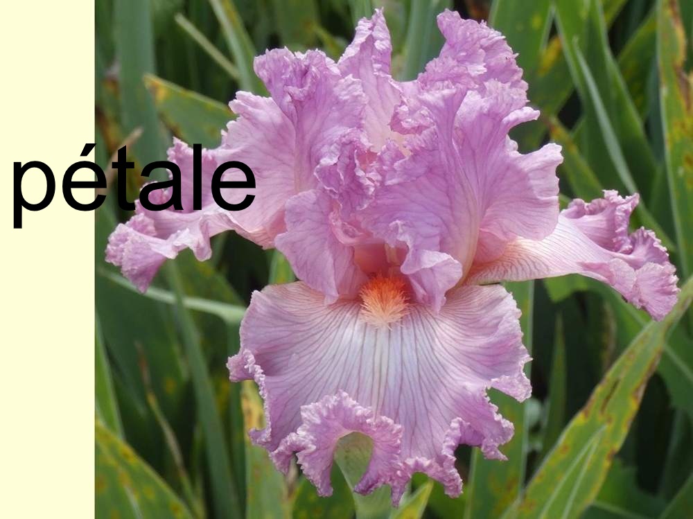 pétale de iridaceae iris barbu cv. 'social graces'
