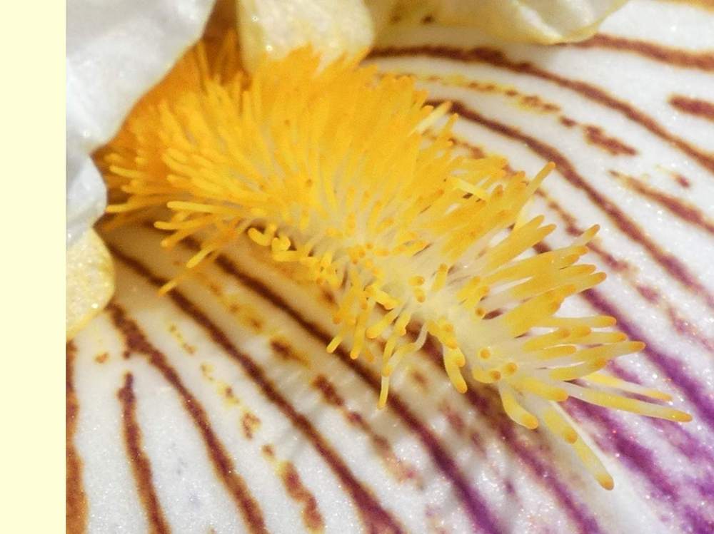 barbe de iridaceae iris barbu cv. 'sordid lives'