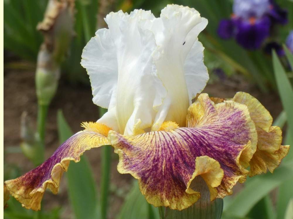 iridaceae iris barbu cv. 'sordid lives'