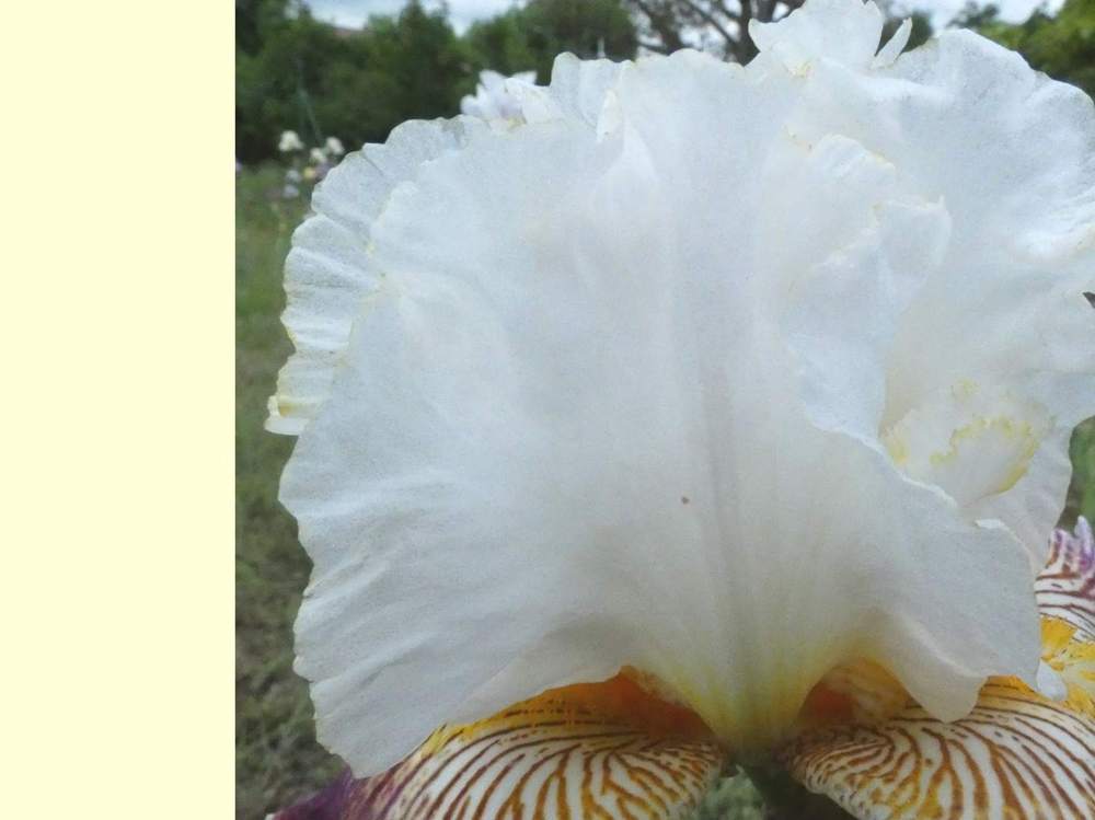 pétale de iridaceae iris barbu cv. 'sordid lives'