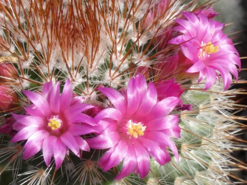 fleur de cactaceae mammillaria spinosissima