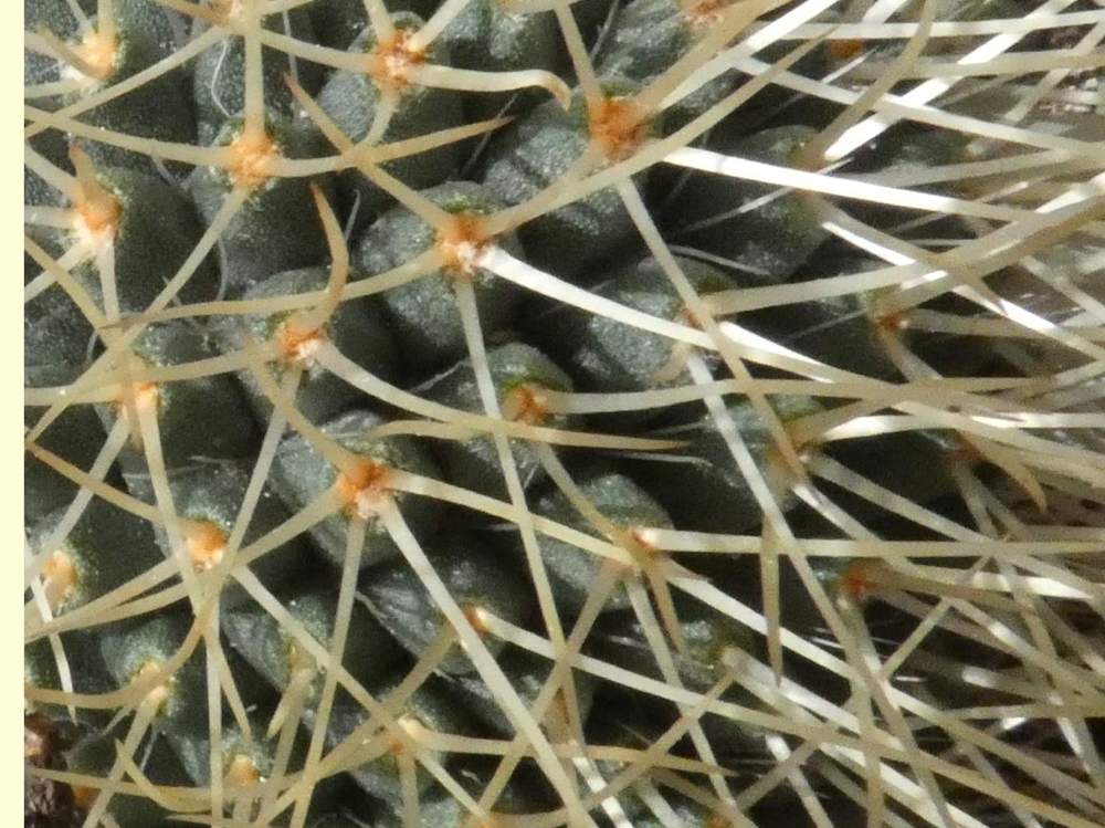 aréole-aiguillon de cactaceae mammillaria spinosissima