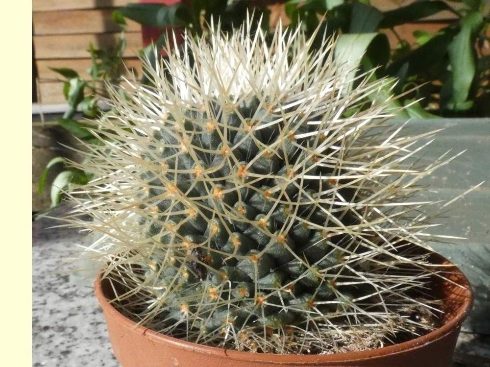 Cactaceae Mammillaria spinosissima type
