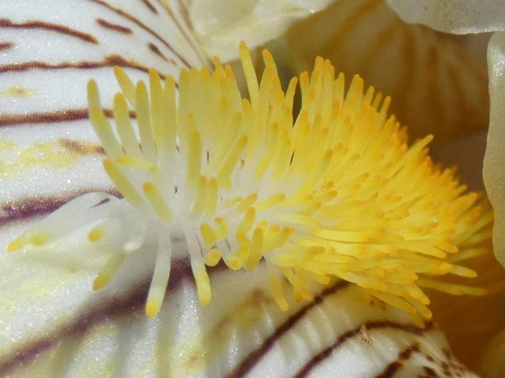 barbe de iridaceae iris barbu cv. 'spring madness'