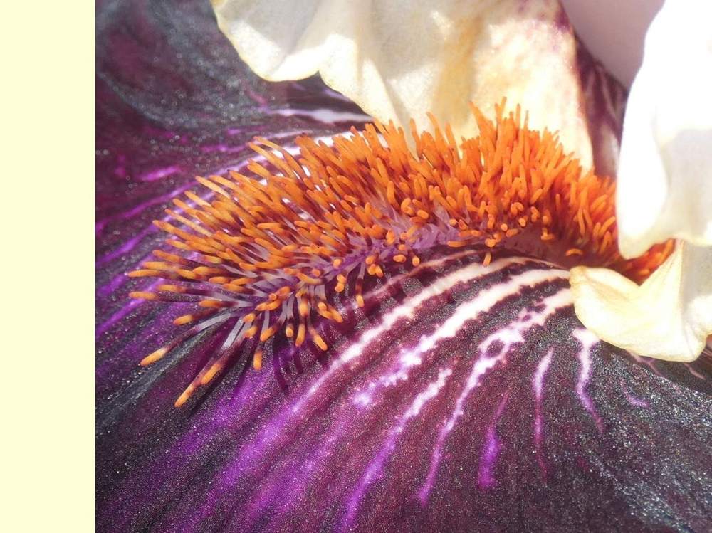 barbe de iridaceae iris barbu cv. 'starring'