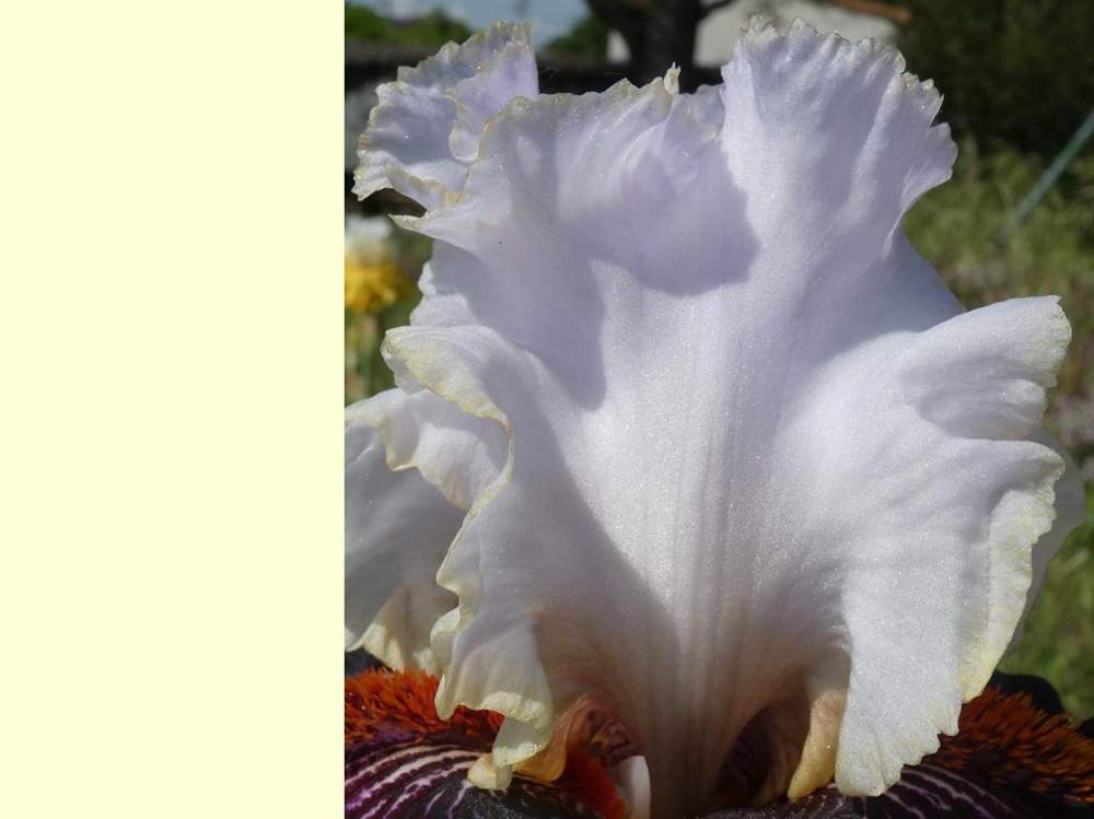 pétale de iridaceae iris barbu cv. 'starring'