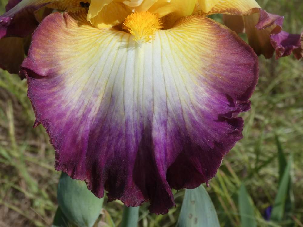 sépale de iridaceae iris barbu cv. 'starship enterprise'