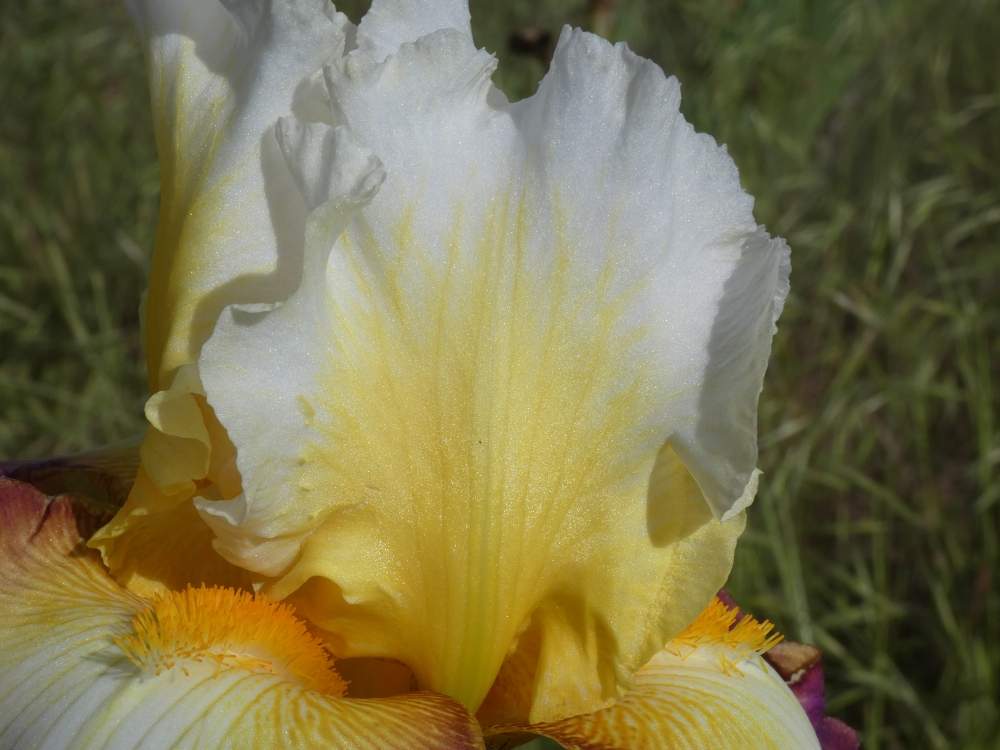 pétale de iridaceae iris barbu cv. 'starship enterprise'