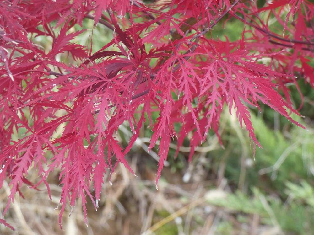 automne de aceraceae acer palmatum ssp. matsumurae gr. dissectum cv. 'stella rossa'