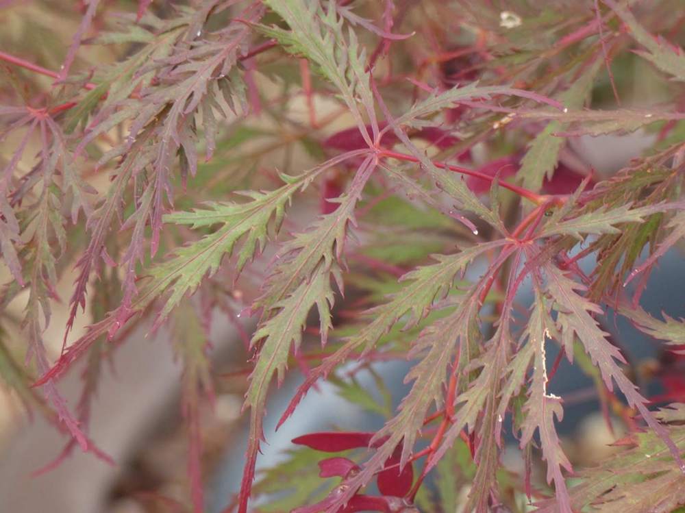été de aceraceae acer palmatum ssp. matsumurae gr. dissectum cv. 'stella rossa'
