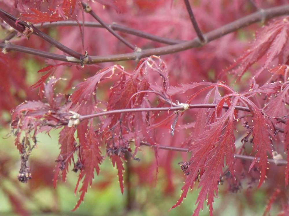 jeune bois de aceraceae acer palmatum ssp. matsumurae gr. dissectum cv. 'stella rossa'