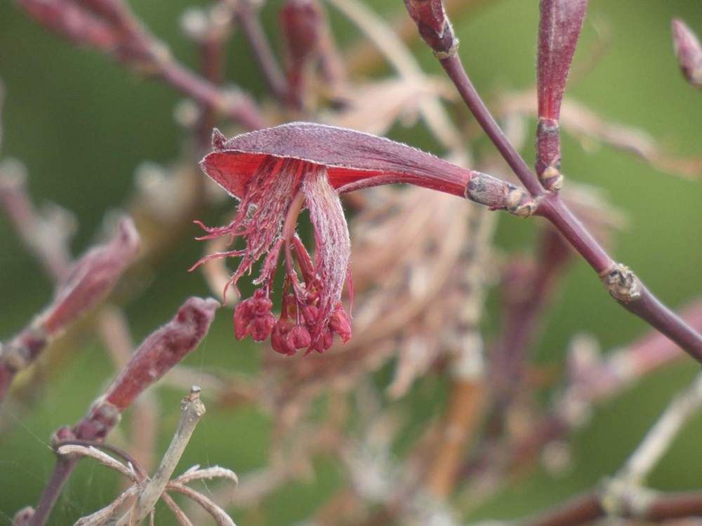 fleur de aceraceae acer palmatum ssp. matsumurae gr. dissectum cv. 'stella rossa'
