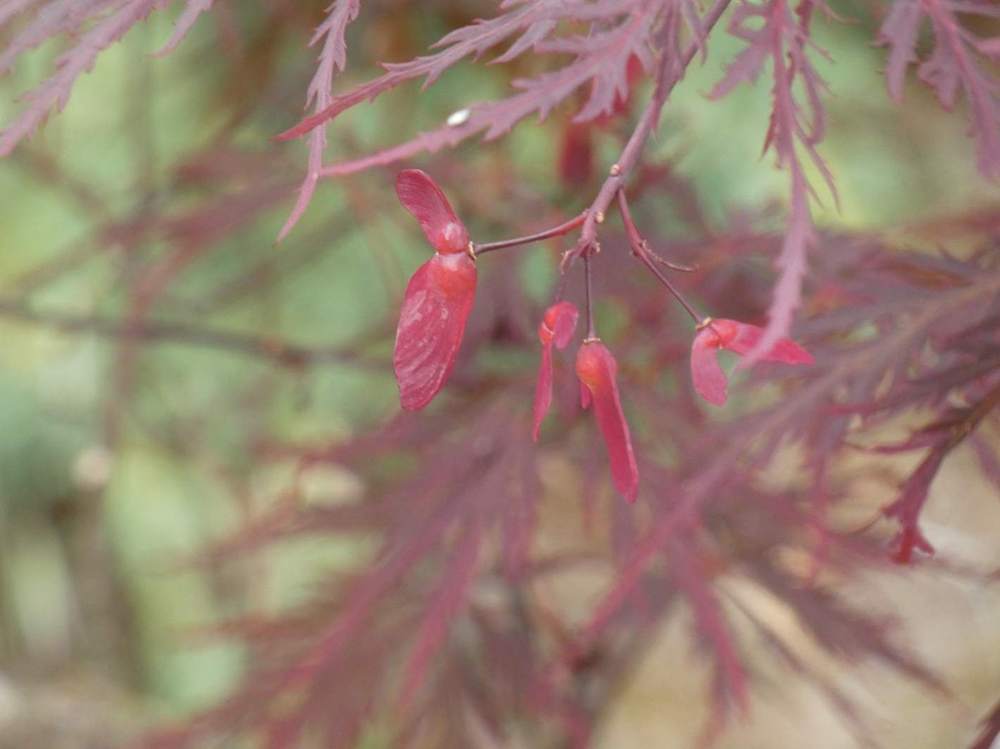 samare de aceraceae acer palmatum ssp. matsumurae gr. dissectum cv. 'stella rossa'
