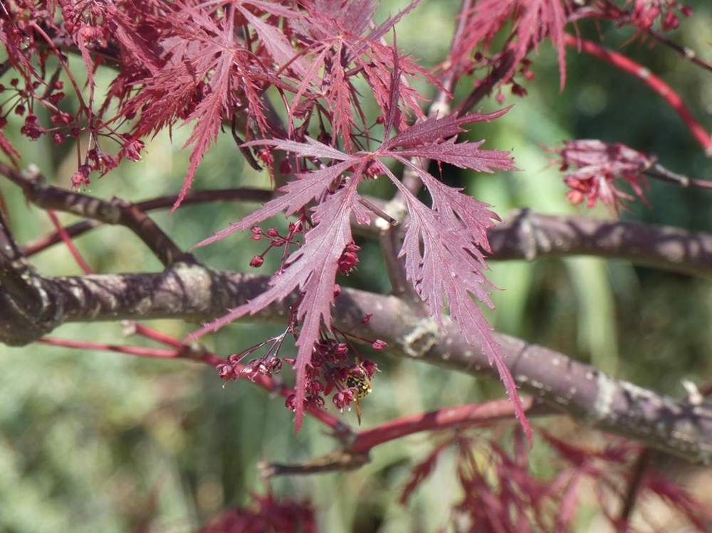 printemps de aceraceae acer palmatum ssp. matsumurae gr. dissectum cv. 'stella rossa'