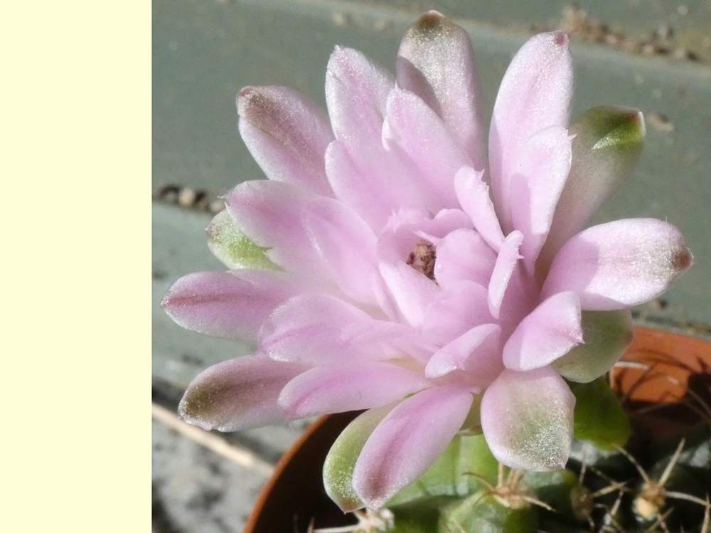 fleur de cactaceae gymnocalycium stenopleurum