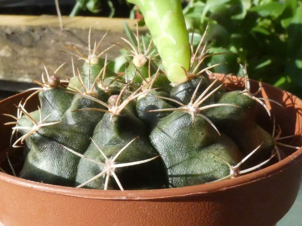 Cactaceae Gymnocalycium stenopleurum