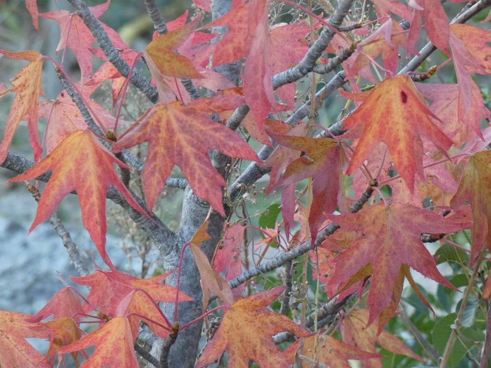 automne de altingiaceae liquidambar styraciflua