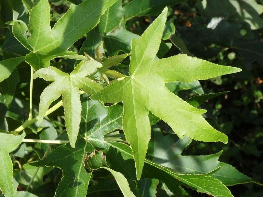 été de altingiaceae liquidambar styraciflua
