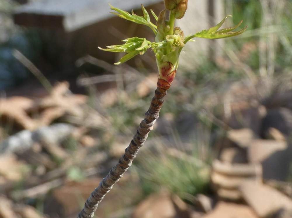 jeune bois de altingiaceae liquidambar styraciflua