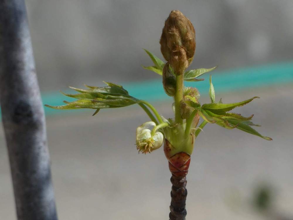fleur de altingiaceae liquidambar styraciflua