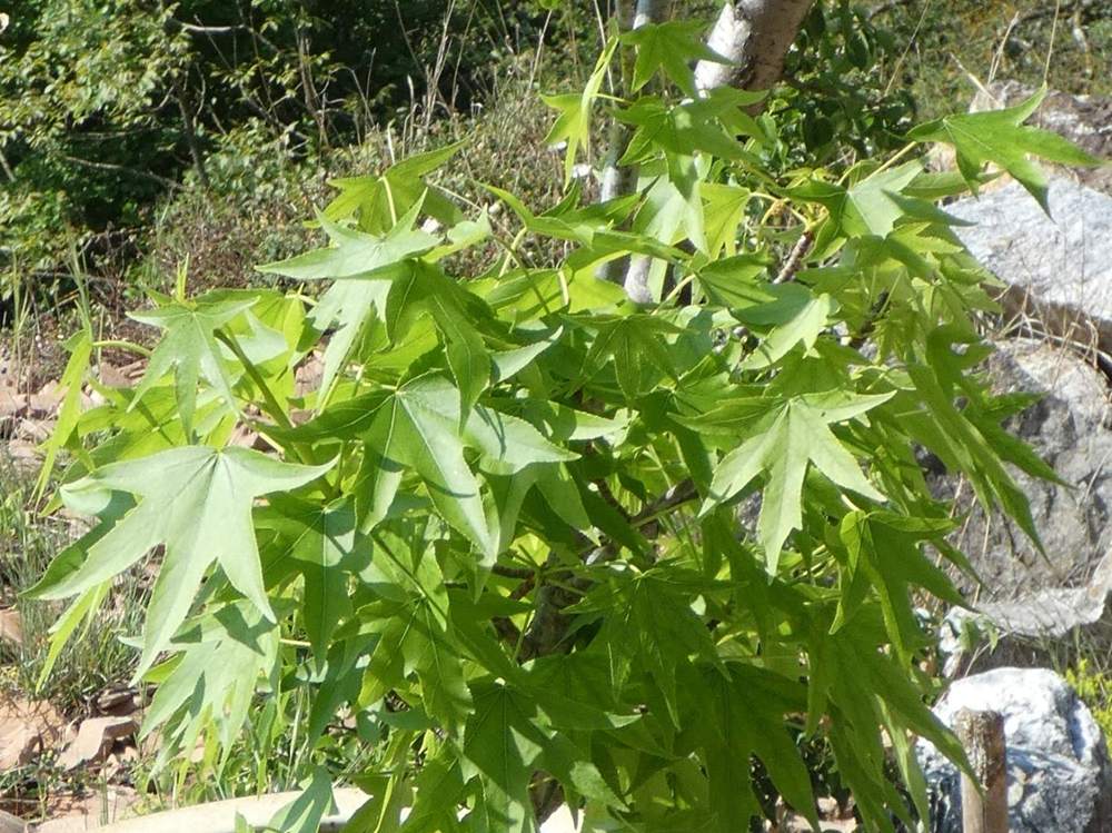 printemps de altingiaceae liquidambar styraciflua