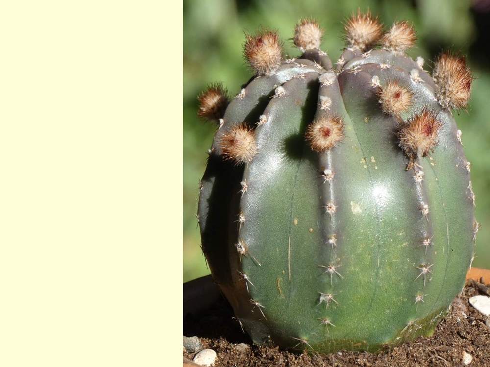 Cactaceae Echinocereus subinermis