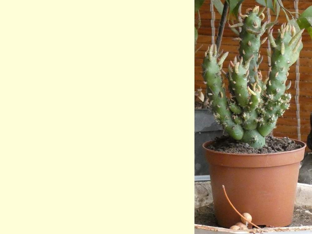 Cactaceae Austrocylindropuntia subulata