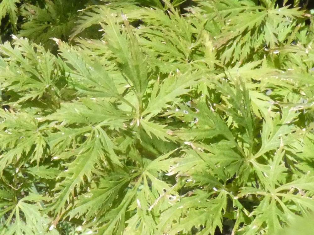 été de aceraceae acer palmatum ssp. matsumurae gr. dissectum cv. 'suisei'