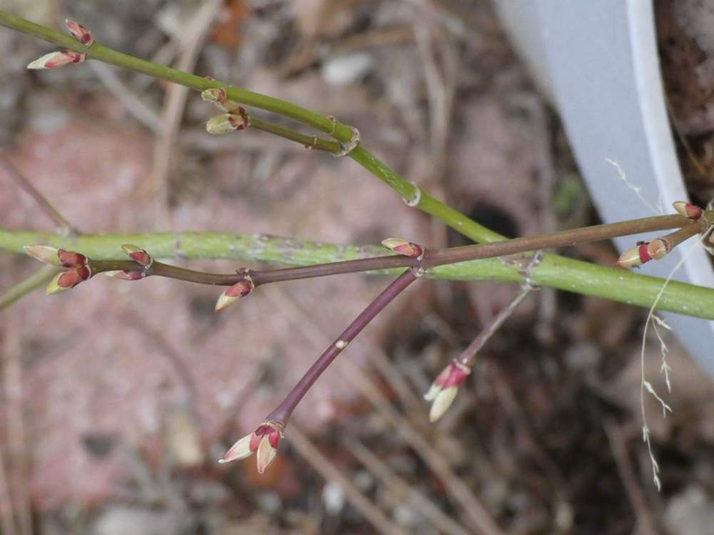 jeune bois de aceraceae acer palmatum ssp. matsumurae gr. dissectum cv. 'suisei'