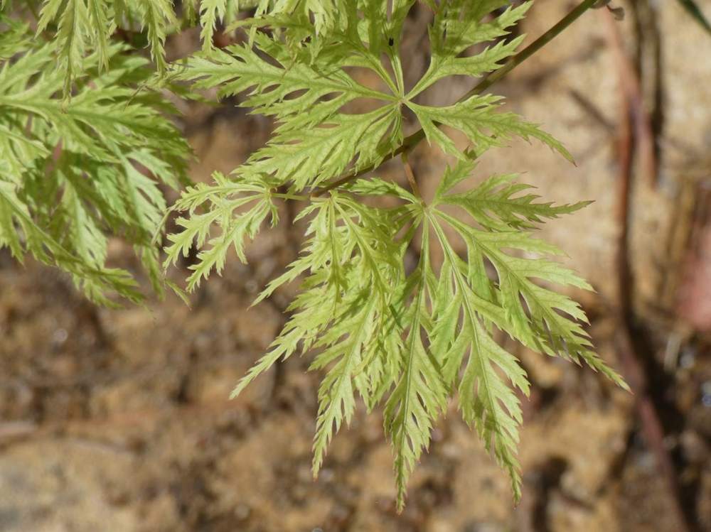 printemps de aceraceae acer palmatum ssp. matsumurae gr. dissectum cv. 'suisei'