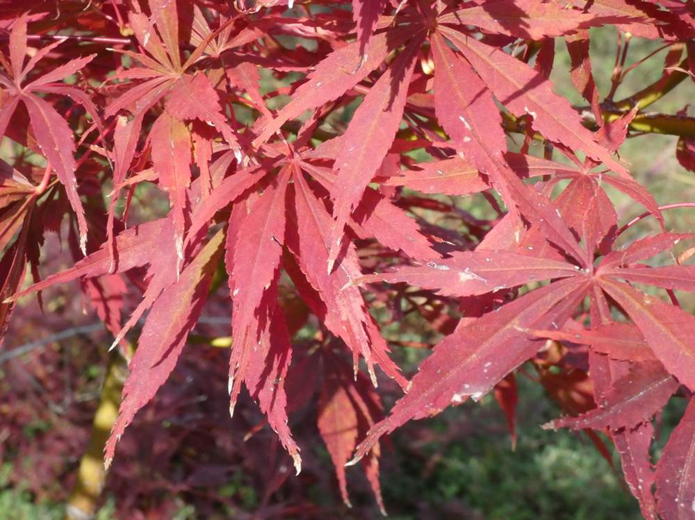automne de aceraceae acer palmatum ssp. matsumurae cv. 'sumi nagashi'