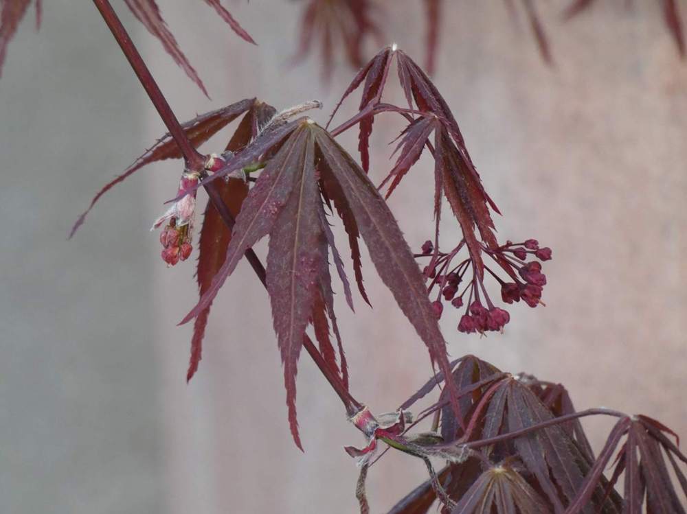 fleur de aceraceae acer palmatum ssp. matsumurae cv. 'sumi nagashi'