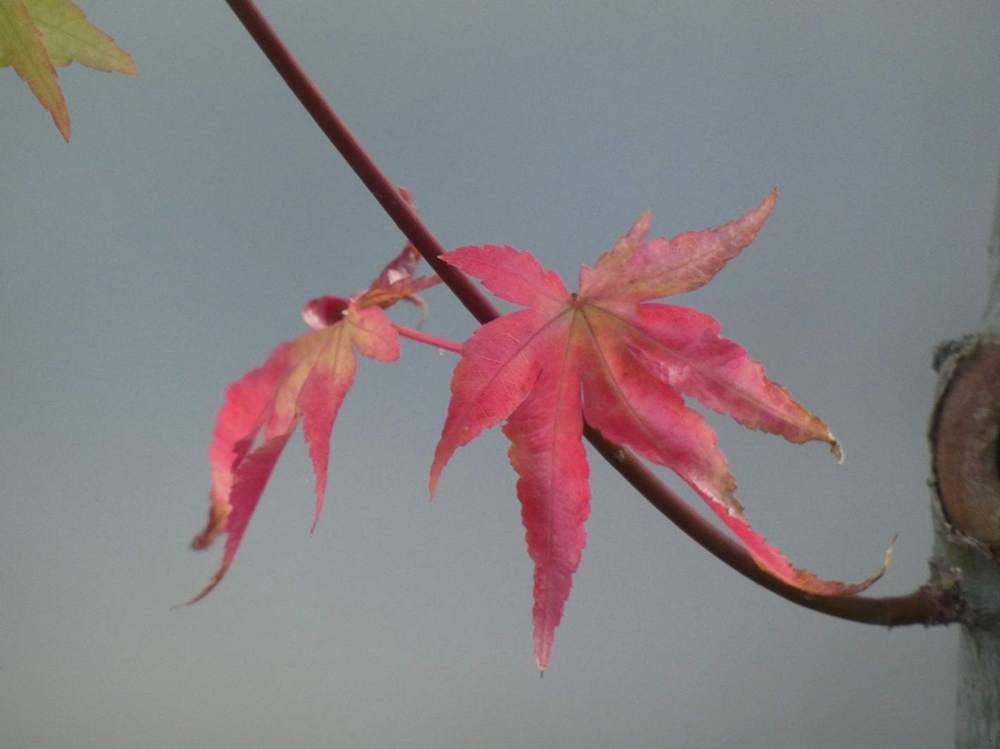 automne de aceraceae acer palmatum cv. 'summer gold'