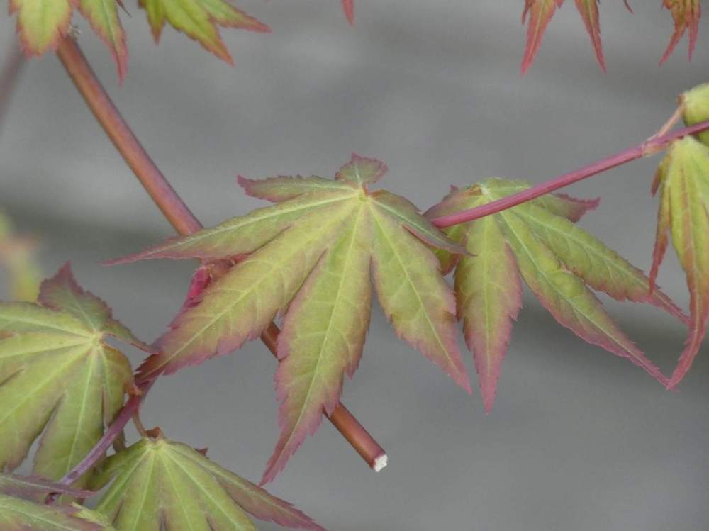 printemps de aceraceae acer palmatum cv. 'summer gold'