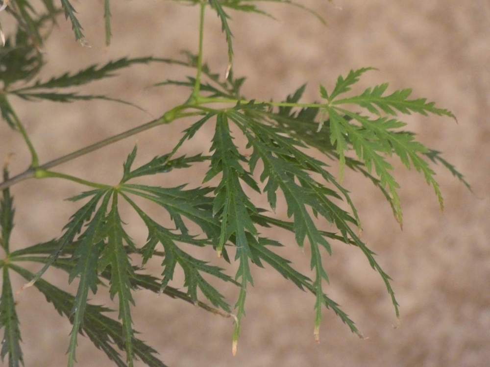 été de aceraceae acer palmatum ssp. matsumurae gr. dissectum cv. 'super nova'