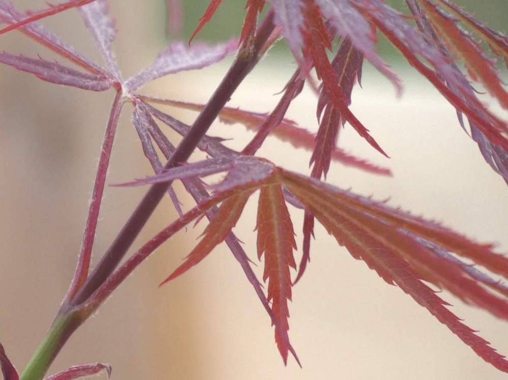 jeune bois de aceraceae acer palmatum ssp. matsumurae gr. dissectum cv. 'super nova'