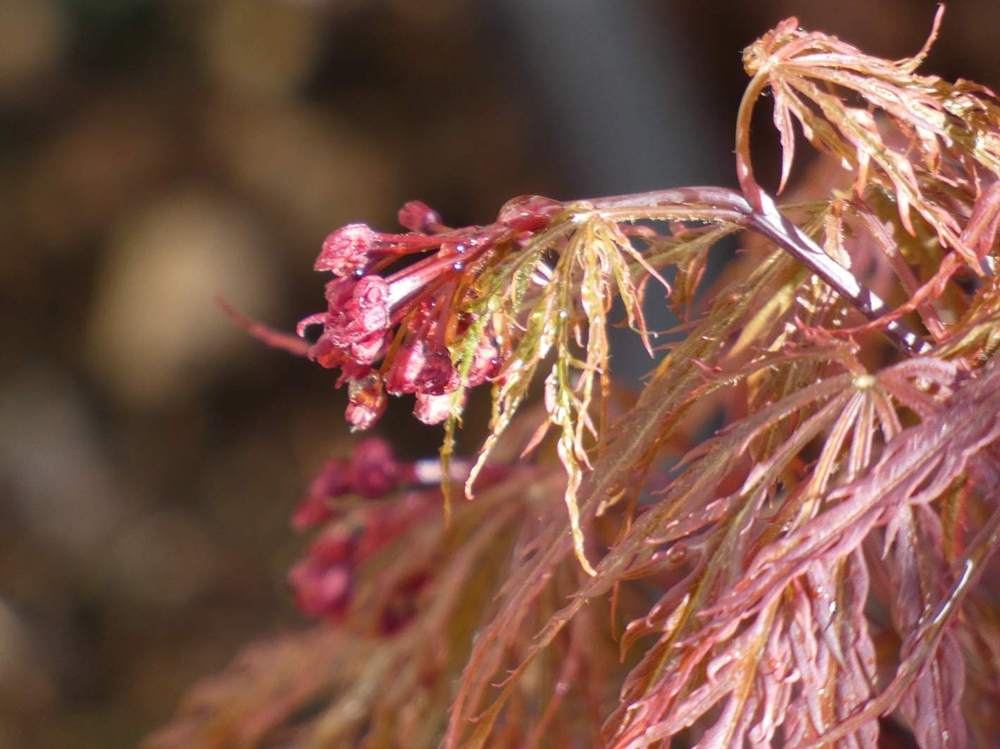 fleur de aceraceae acer palmatum ssp. matsumurae gr. dissectum cv. 'super nova'