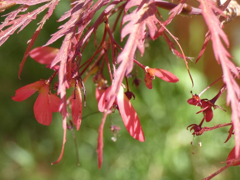 samare de aceraceae acer palmatum ssp. matsumurae gr. dissectum cv. 'super nova'