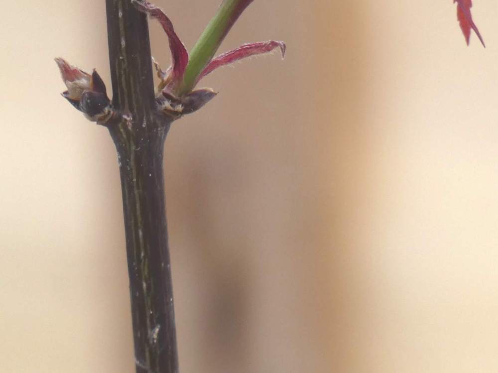 écorce de aceraceae acer palmatum ssp. matsumurae gr. dissectum cv. 'super nova'