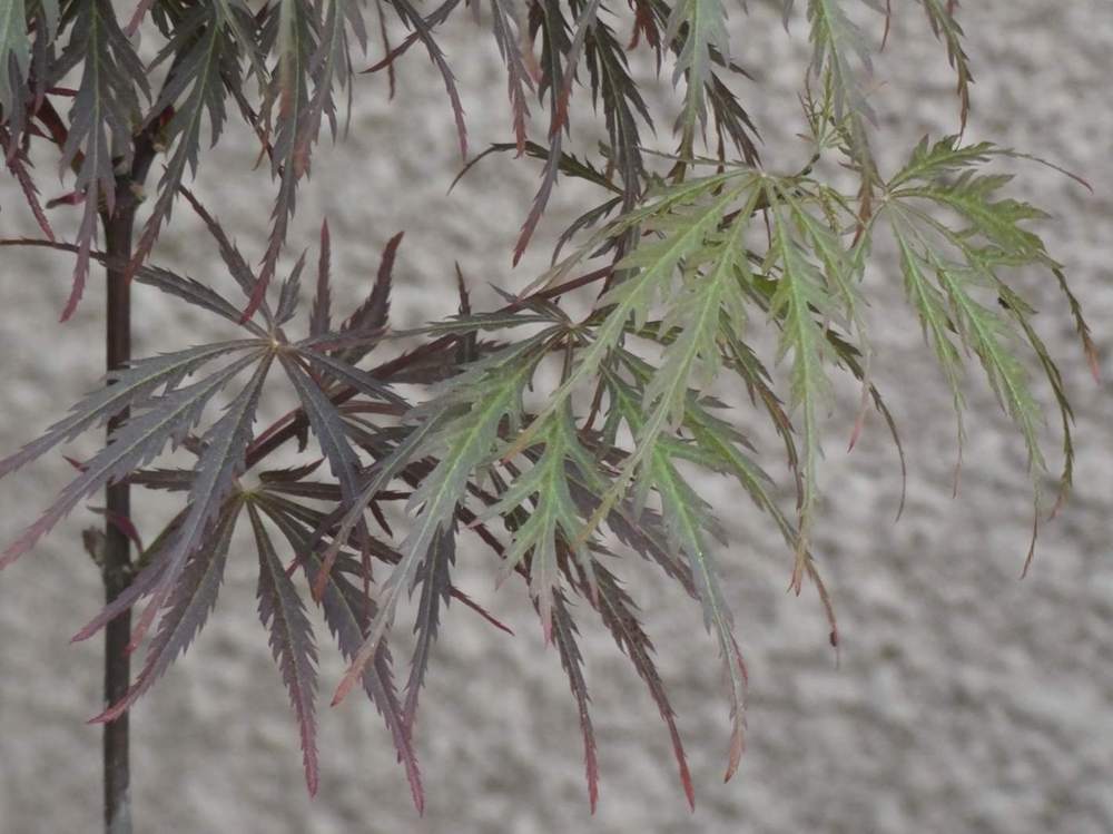 printemps de aceraceae acer palmatum ssp. matsumurae gr. dissectum cv. 'super nova'