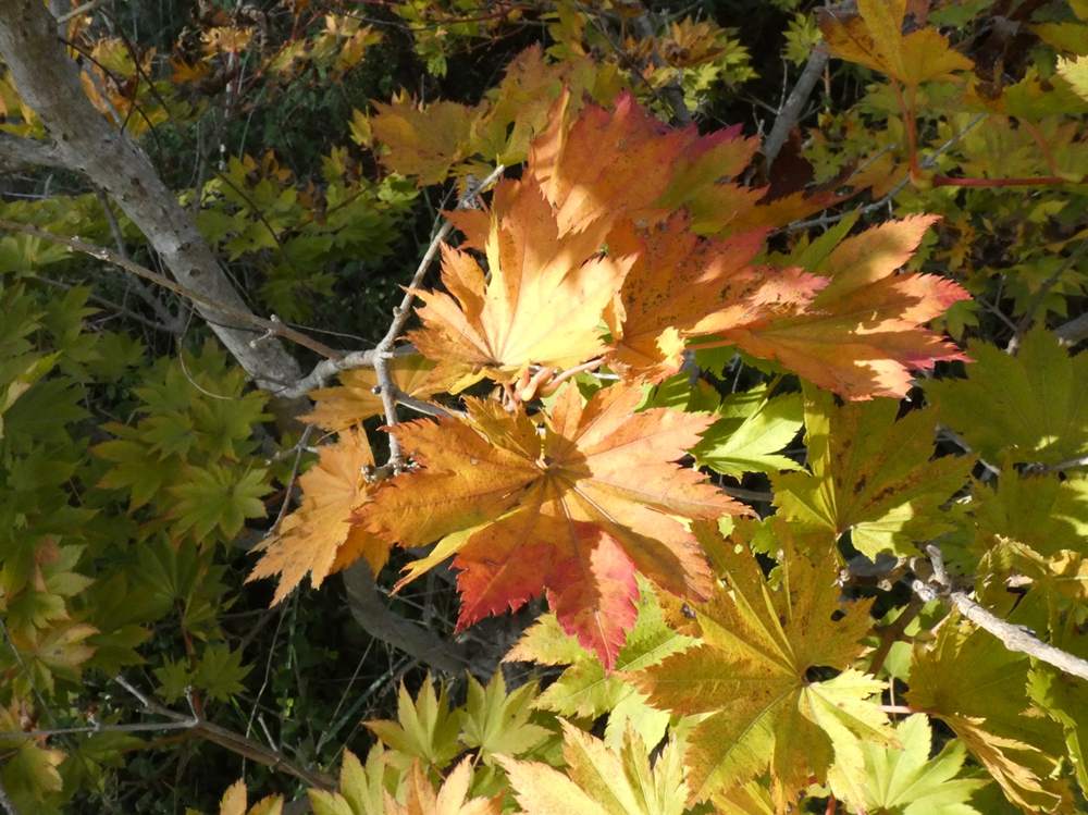 automne de aceraceae acer shirasawanum cv. 'susanne'