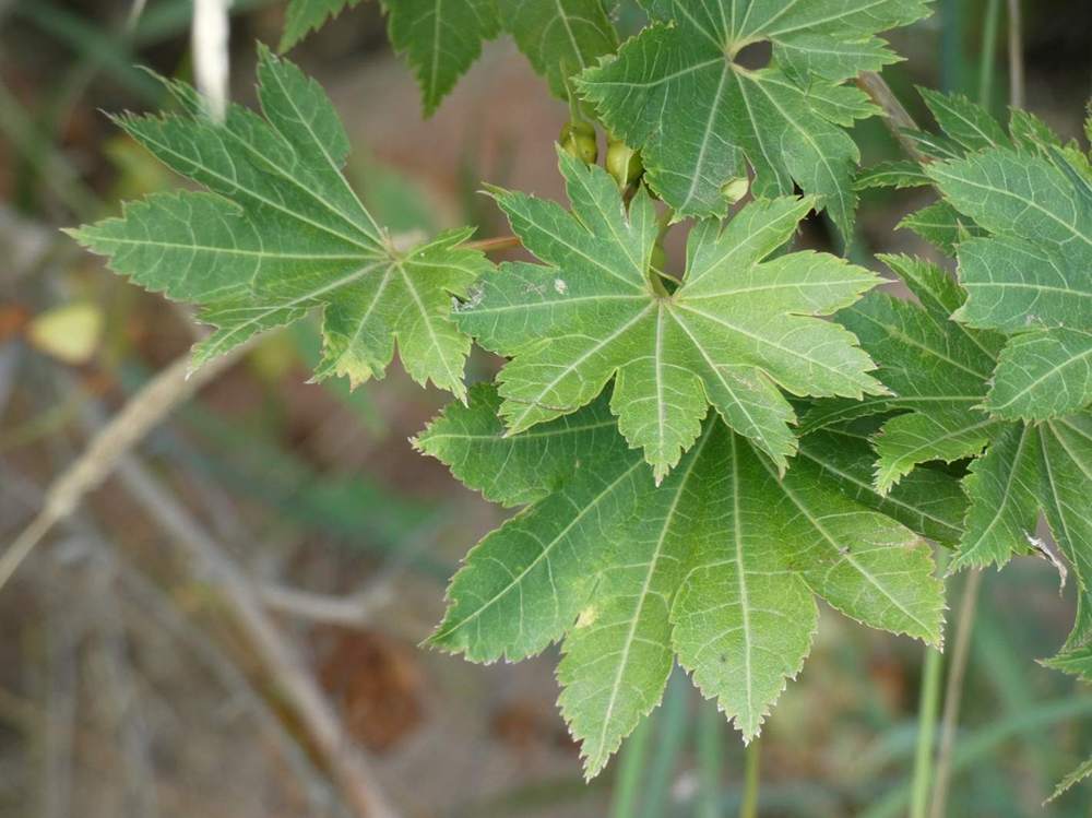 été de aceraceae acer shirasawanum cv. 'susanne'