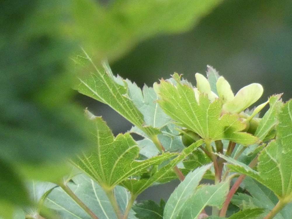 samare de aceraceae acer shirasawanum cv. 'susanne'