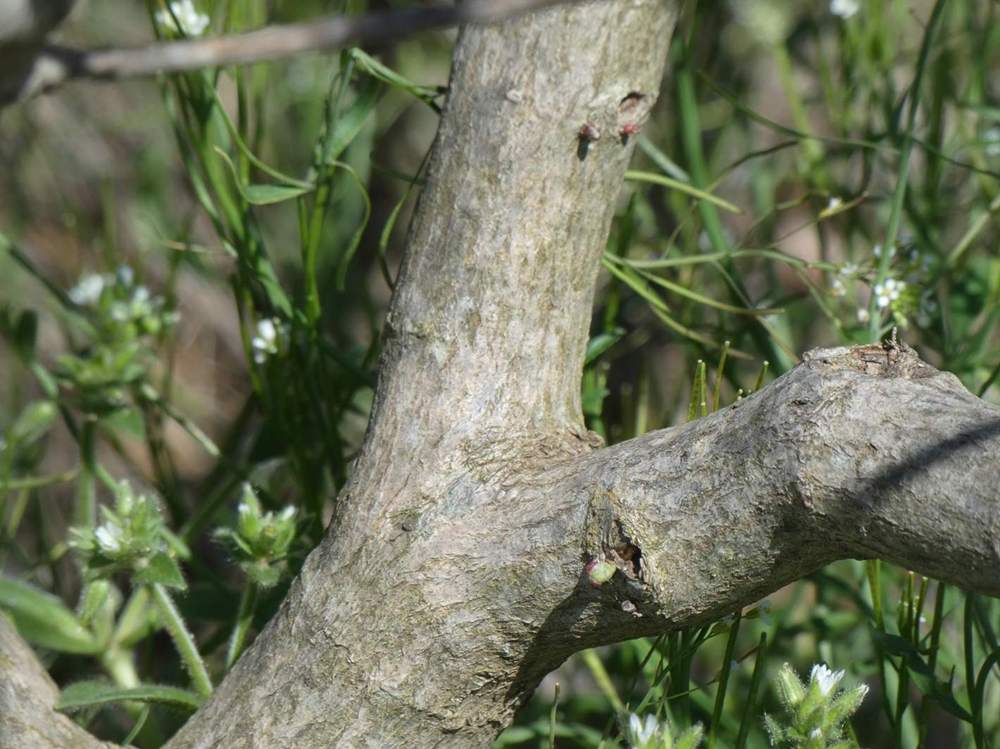 écorce de aceraceae acer shirasawanum cv. 'susanne'