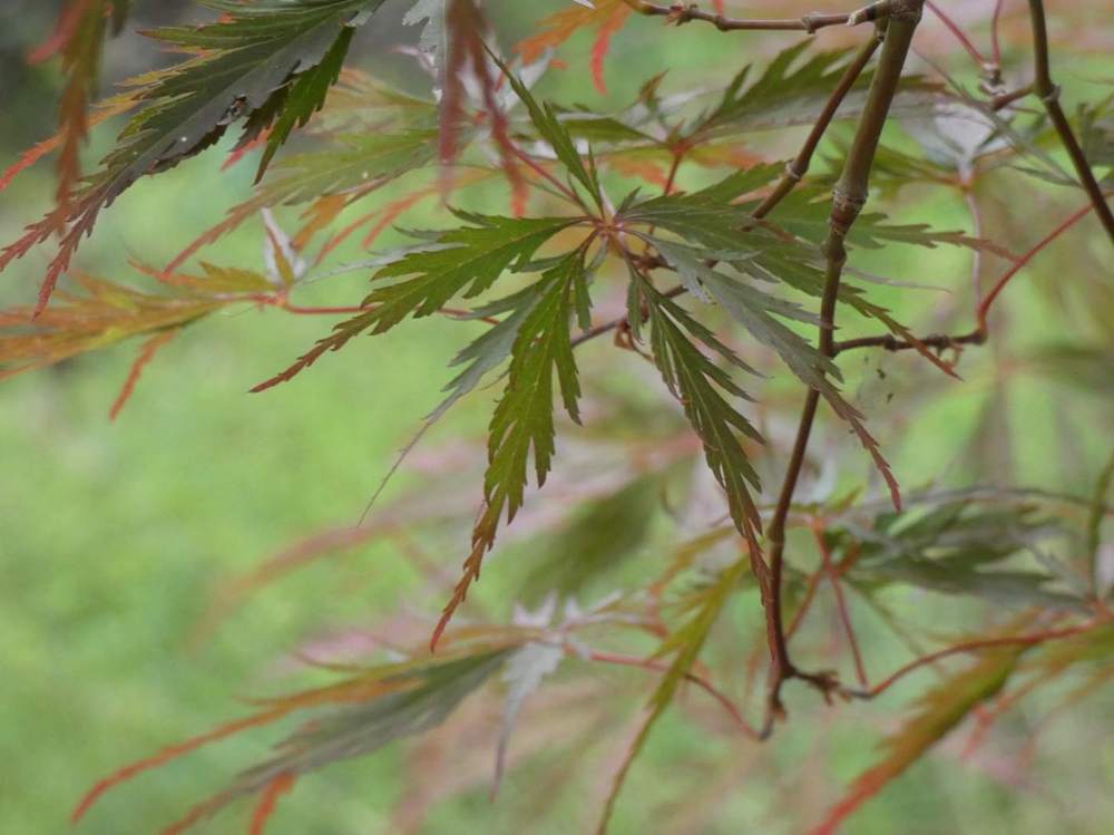 été de aceraceae acer palmatum ssp. matsumurae gr. dissectum cv. 'tamuke yama'
