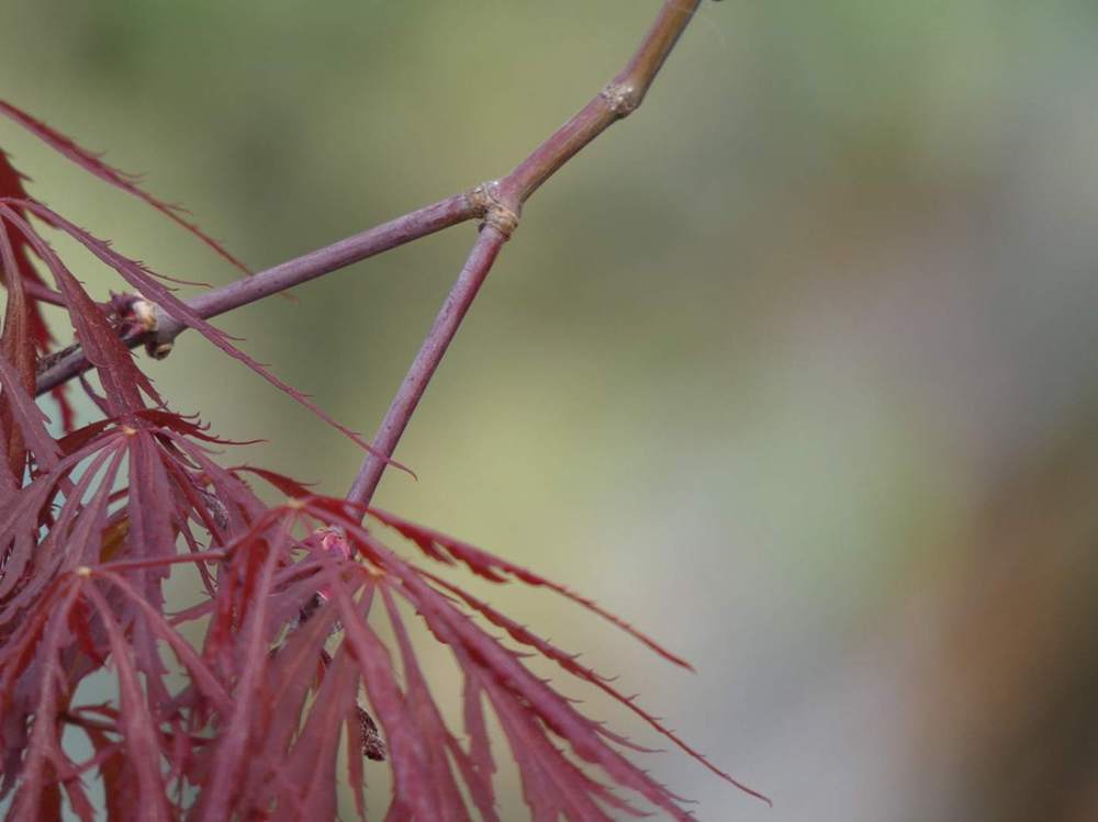 jeune bois de aceraceae acer palmatum ssp. matsumurae gr. dissectum cv. 'tamuke yama'