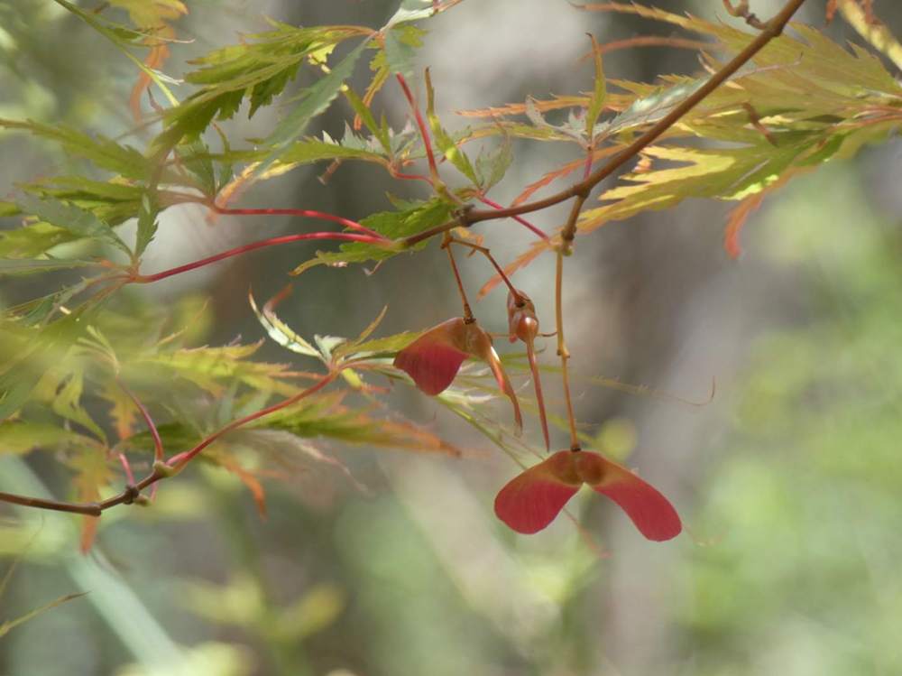 samare de aceraceae acer palmatum ssp. matsumurae gr. dissectum cv. 'tamuke yama'