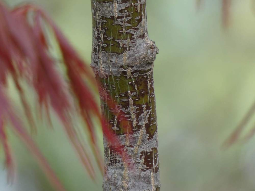 écorce de aceraceae acer palmatum ssp. matsumurae gr. dissectum cv. 'tamuke yama'