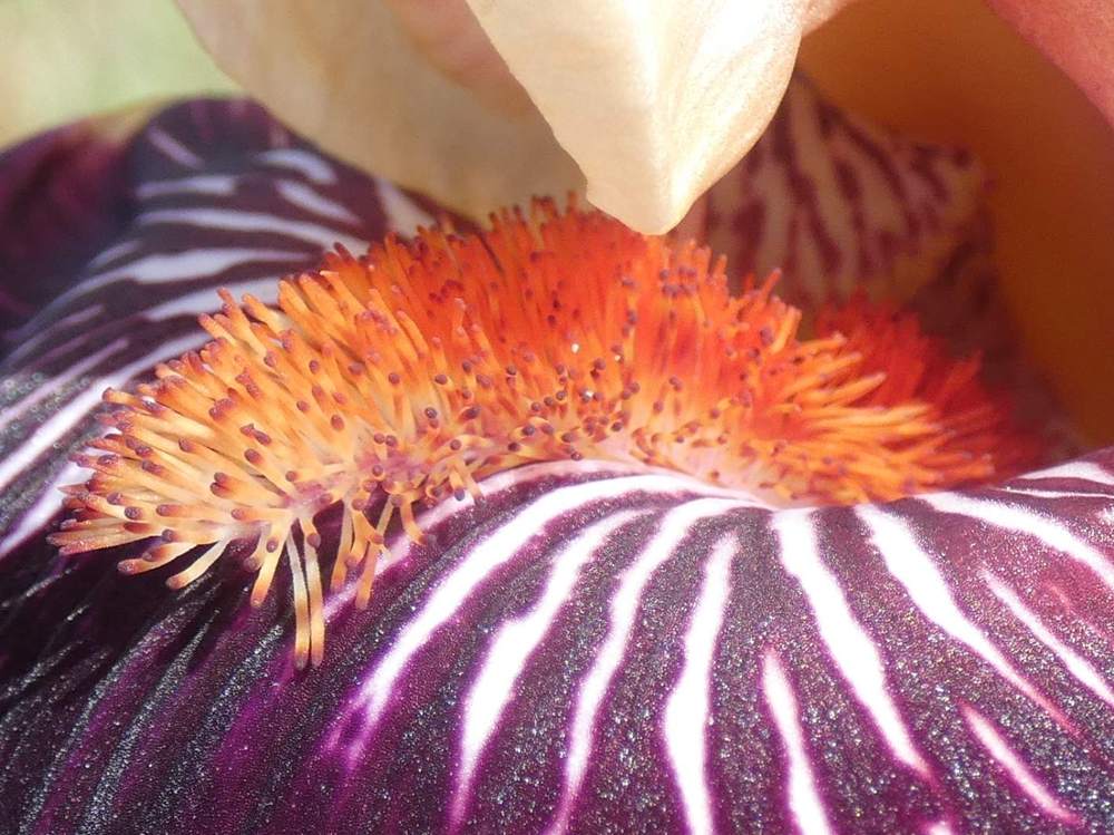 barbe de iridaceae iris barbu cv. 'taste the magic'