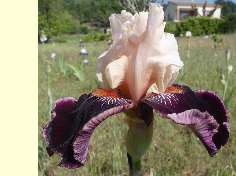 iridaceae iris barbu cv. 'taste the magic'